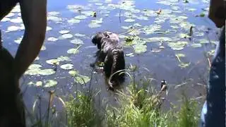 Remingtons first Goose Retrieve