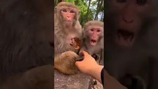 monkeys reaction #animallife #animals #trending #monkey