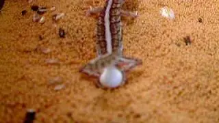 Paroedura Pictus