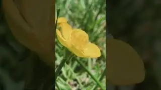 #wildflowers #natureinfocus #earthing #macronature #grounding