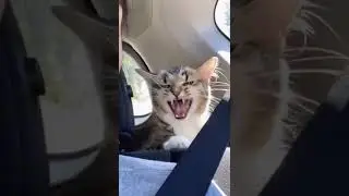 #funnyvideos #funny #dog #animal#cute #zoo #nature