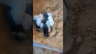 Jimmy giving birth to 7 puppies black and brown Labrador dog #cutedog  #viral #doglover