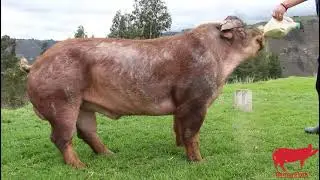 DUROC USA | SemenPork