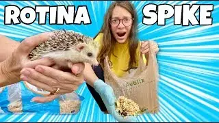 ROTINA DO NOSSO HEDGEHOG (BICHINHO DE ESTIMAÇÃO) SPIKE - ROTINA PET