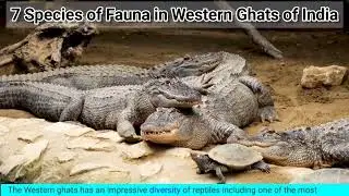 7 Species of Fauna in Western Ghats of India #facts #india #westernghats #animals