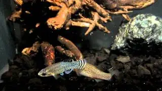 Aphanius iberus