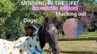 MORNING OF AN EQUESTRIAN! 🐴☀️ #horse #viral #morningroutine #work #equestrian #showjumping #dogs
