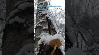 Гриб Чешуйчатка разрушающая в снегу&nbsp;#чешуйчаткатополёвая #шортс #лес #загрибами #релакс #mushroom