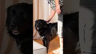 V&auml;ter und Hunde 😂😂 #v&auml;ter #hunde #clmnsbrock