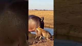 Hippo power of gas fart 😂🤣🦛 #hippo #animals #wildanimals