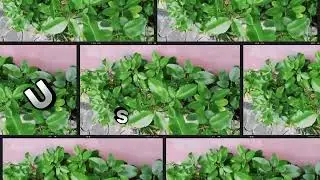 The Importance of _Bryophyllum pinnatum_ (Never die)