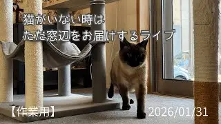 ※電波が悪く失敗したライブ💦Relaxing Cat Live Stream 🐾 (猫の定点ライブ / 作業用)
