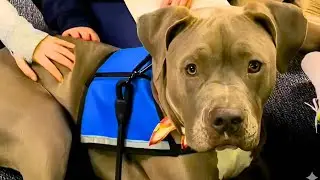 People Feared This Pitbull&mdash;Until They Learned Who He Really Is