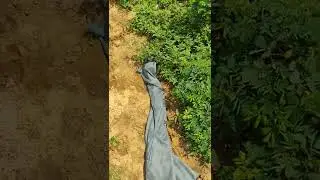 India Rat Snake release forest
