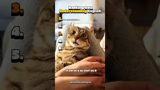 Ranking Cats Understanding English
