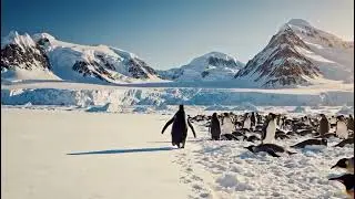 The Penguin That Chose Growth | Digital Marketing Story