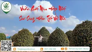 VƯỜN QUẤT M&Ugrave;A ĐẸP NHẤT - SẴN S&Agrave;NG Đ&Oacute;N TẾT VỀ NH&Agrave; | THẾ GIỚI C&Acirc;Y CẢNH |