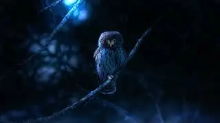 Howling Owl at Night: Soothing Sounds of Owls Hooting, Night Ambience, and Nature's Serenity