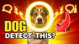You Won&rsquo;t Believe These 5 Things Dogs Can Detect!