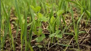 Best Food Plot Strategy For Deer Hunting