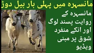 Bull Race in Mansehra | First Time Ever | 2021