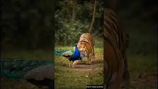 🐅The tiger hunted the peacock 🦚 #shorts #peacock #jungle #tiger #hunting #viral