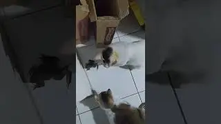 Cat vs Frog