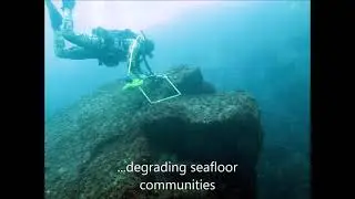 Submarine outfalls and marine environment