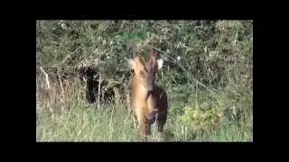 Calling Muntjac