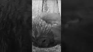 Tawny owl mum sees newborn chick for the first time #owl #wildlife