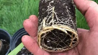 When to repot a Mexican fan palm ?
