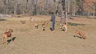 Fetch time with the pack.