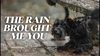The Rain Brought Me You &mdash; Lo-Fi Chill Pop (Cinematic Music Video)