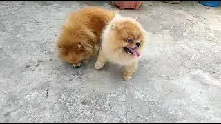 mini pom mating ( crossing available)
