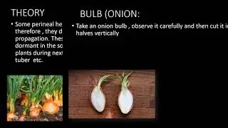 BIOLOGY PRACTICAL# ONION # BULB #biology experiment #plant#kids#story#bank