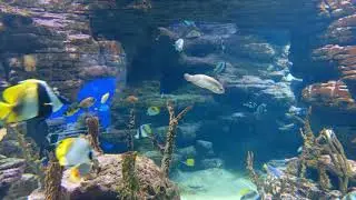 No Copyright Video Stock || Amazing Collection of Nature || Free Nature Videos || Longet Studio |