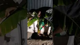Planting Banana Plant 🍌🌴🕳️🏡 ECOGROW Root Growth Stimulator