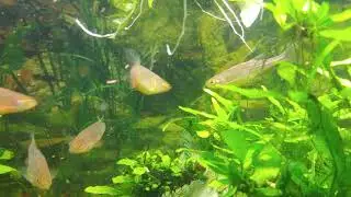 Danio albolineatus