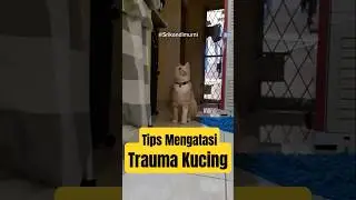 Tips Mengatasi Kucing Trauma. #kucinglucu #catshorts #cat #viralshorts #funnycats