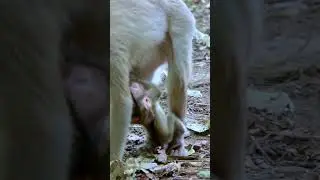 Baby monkeys So Cute with monkeys | Monkeys Zone  #monkey #babyanimal