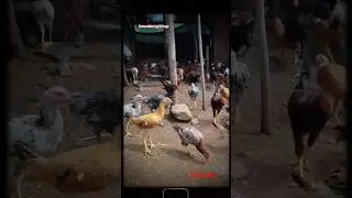 LEO NATTU KOZHI FARM#shorts#villagelife#viralshorts#viralvideo#chickenfarming#motivation#video #love