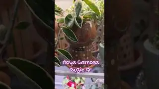 Your Krimson Queen Might Not Be a 'Suzie Q' #shorts #hoya #indoorplants