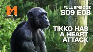 Sad News About Chimp Tikko | Season 9 Episode 8 | Full Episode | Monkey Life