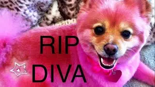 JEFFREE STAR ⭐️ RIP Diva 🐶 😢🙏🏻 ​⁠#jeffreestar
