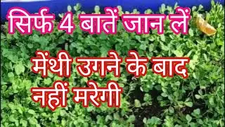 grow green leafy vegetables in container on terrace