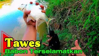 Nonstop Strike! Setiap Lempar Pasti Dapat Ikan Babon