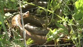 Брачные игры безногих ящериц (Pseudopus apodus). Часть 1