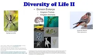 Diversity of Life II Lab Video