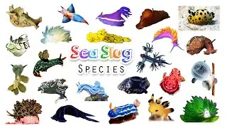 Sea Slugs Species / Fun Colorful List of Sea Slugs / Leo & Lia Story TV