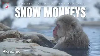 Snow Monkeys &ndash; Masters of the Cold | 4K Ultra HD